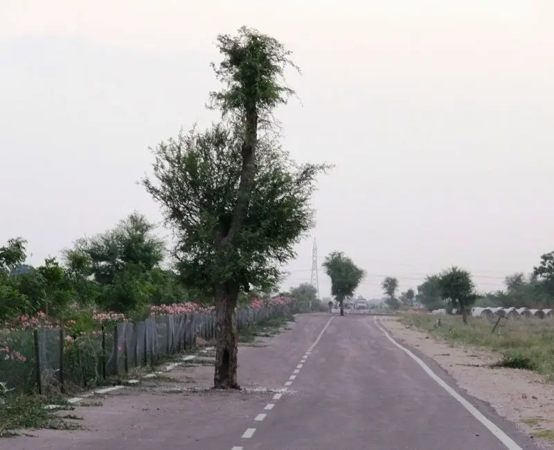 Baum auf Strasse, ein Symbol für Nachhaltigkeit